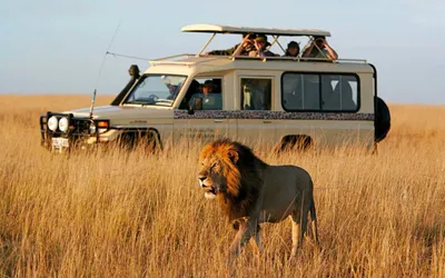 13 of the best safaris in Africa - Times Travel