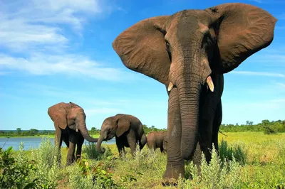 8 of the best safari destinations in Africa | CNN