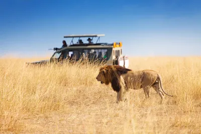 African Safari Tour Companies: World's Best 2021