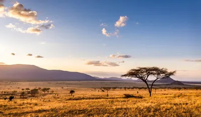 African Safari 101: What to Pack (And What to Leave Behind) | Condé Nast  Traveler