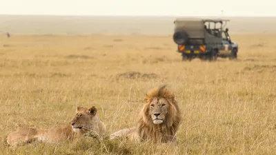 Wildlife Safari (@wildlife.safari) • Instagram photos and videos