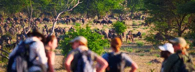 The Best Safari Destinations in the World (Updated 2022) - Days to Come