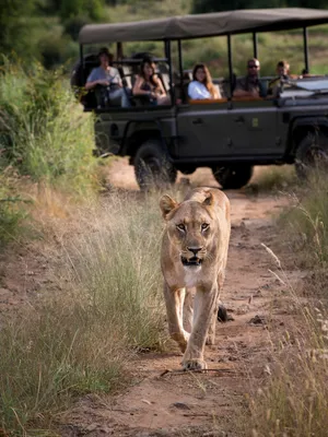 How to Plan a Safari in East Africa in 2024