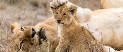 What is safari? The history of African safari. Altezza Travel