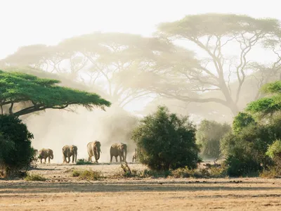 Safari in Tanzania - Wayo Africa