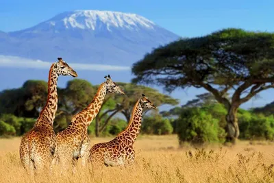 Everything you need to know before booking your first African safari