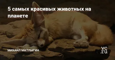 Топ-20 самых милых животных в мире