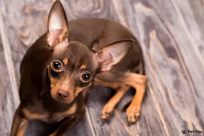 [79+] Картинки самых маленьких собак обои