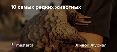 Какие животные могут скоро исчезнуть с лица земли - BBC News Русская служба