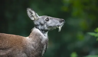 Самые редкие и необычные животные России (фото) | Пикабу