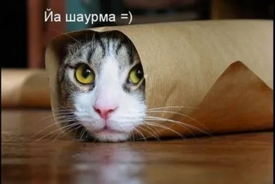 Фото 37 Самые смешные кошки недели | Rusbase