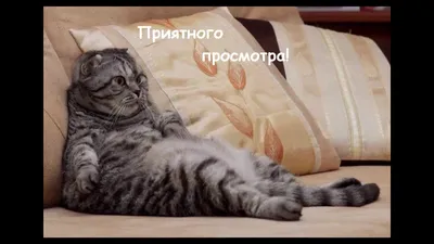 Фото самых смешных и забавных котов и кошек со всего мира [ФОТО] / news2.ru