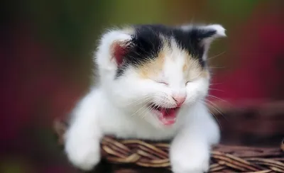 Самые-самые смешные и забавные фото кошек. Коты и кошки, которые рассмешат  и поднимут настроение на весь день! | Все про кошек | Дзен