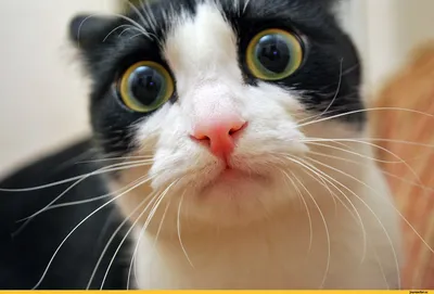 Смешные коты | Приколы с котами | Видео про котов | Котомания #98 »  Pressa.tv