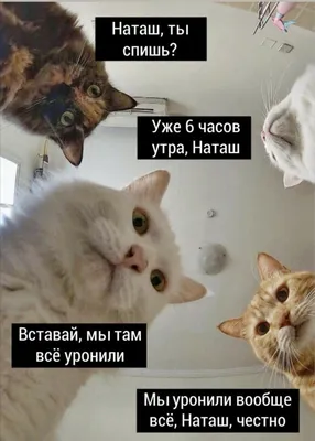 Пугают и умиляют – пять самых смешных животных планеты – Москва 24,  17.05.2021