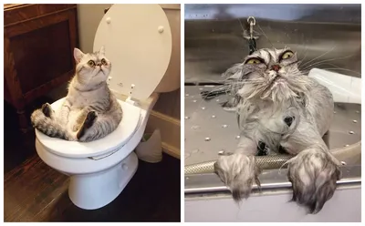 Самые смешные и нефотогеничные снимки кошек, опубликованные их владельцами  | Mixnews