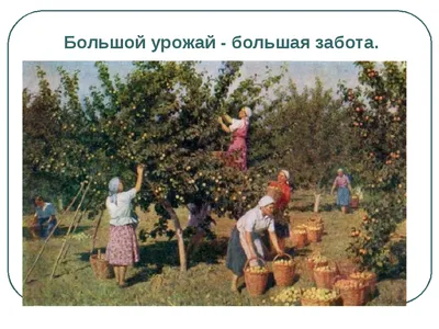 Сбор урожая на огороде в детском саду – МАДОУ \"Детский сад № 250\"