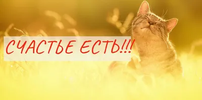 Счастье есть | Twin Robinsson | Дзен