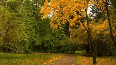 В осеннем лесу#дуб #конкурс #лес #листья #осень #природа #сентябрь | Природа,  Фотография на природе, Осенние картинки