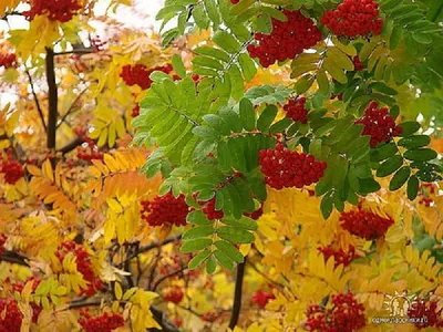картинка сентябрь природа: 20 тыс изображений найдено в Яндекс.Картинках |  Рябина, Цветущие деревья, Природа