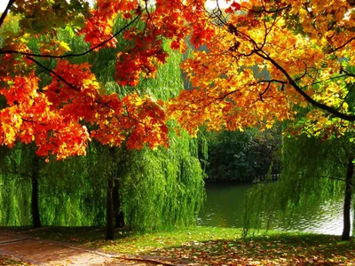 картинки : Осень, Осенние листья, небо, сентябрь, Октябрь, лес, природа,  оранжевый, задний план, Рыжих, филиал, дерево, Солнечный лучик, Лиственный,  весна, растение, Ветка, Древо дедушки 5616x3744 - William Bee - 1448939 -  красивые картинки - PxHere