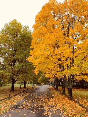 Лера on Instagram: “Осень 🍂” | Пейзажи, Фоновые рисунки, Природа