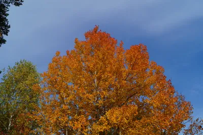 Осенний декор #казань #осень #сентябрь #бабьелето #макро #природа  #красотаспасетмир #фото #на #айфон #autumn #september #beatiful… | Instagram