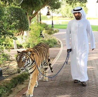 Животные арабских шейхов | Petshop Journal | Дзен
