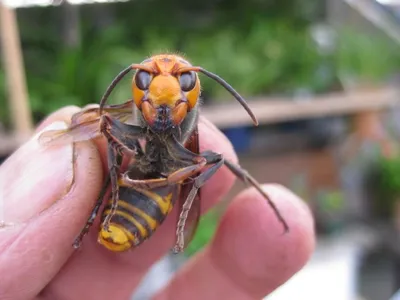 Шершень (Vespa crabro): masterok — LiveJournal