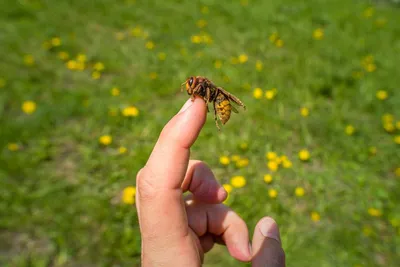 Общественные осы (Hymenoptera: Vespidae) Чувашии - The social wasps  (Hymenoptera: Vespidae) of the Chuvash Republic, Russia