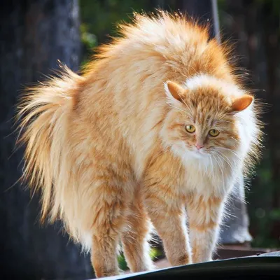 Правила ухода за шерстью домашней кошки 🐱 — ProPlan.ru