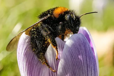 шмеля🐝 ♍ — профиль пользователя в Шедевруме