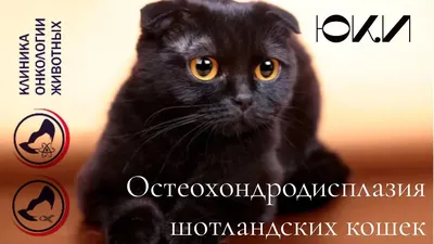 😻Знакомимся с породой: шотландская кошка | Нос, хвост, лапы | Дзен