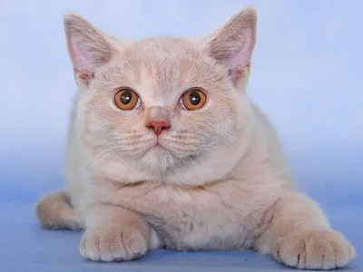 Шотландские котята питомник Flame chanel cattery