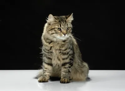 Сибирская кошка, Siberian cat