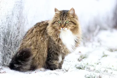 О породе. - Питомник Лунная Дымка/ Lunnaya Dymka cattery