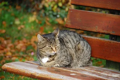 Близкий снимок кота, сидящего снаружи приюта для животных стоковое фото  ©Fesenko 257371874