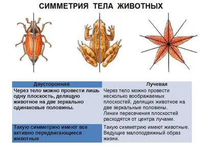 Симметрия в фотографии: 7 отличных советов