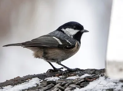 Птичек жалко: из-за суровой зимы дятлы и синицы умирают в мегаполисе от  голода - KP.RU