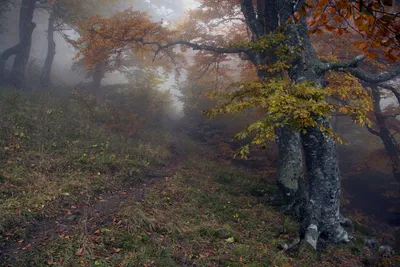 Жители сказочного леса». Фотоотчет о конкурсе поделок из природного  материала (13 фото). Воспитателям детских садов, школьным учителям и  педагогам - Маам.ру