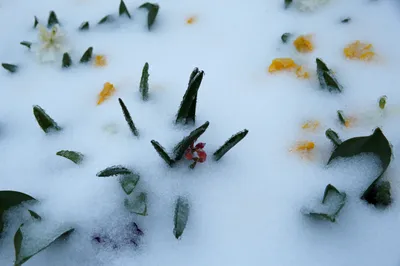 Снежная весна | Пикабу