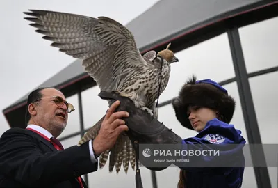 КАРТА | Самка сокола перелетела из Южной Африки в Финляндию практически по  прямой - Delfi RUS