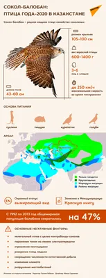 Как нарисовать сокола - 33 фото