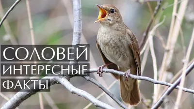 Пел соловей: в Волго-Ахтубинской пойме идет подсчет певчих птиц