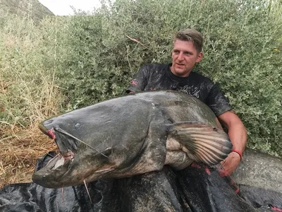 Сом обыкновенный, рыба семейства сомовых, Silurus glanis