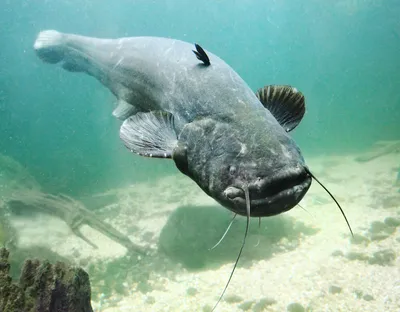 Сом - купить недорого, цена в Минске - fish-city