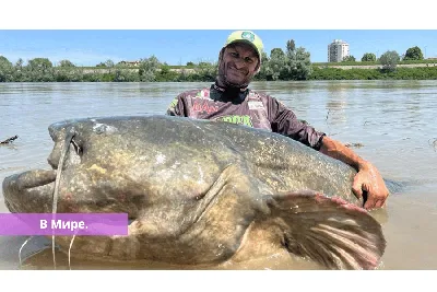 Тушка Сома ❤️ доставка на дом от магазина Zakaz.ua