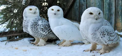 Белая сова (Bubo scandiacus)