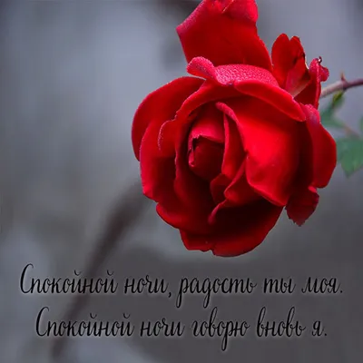 Спокойной ночи, любовь моя! ❤️🥰🌹 #спокойнойночи #спокойнойночилюбима... |  TikTok