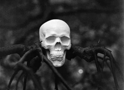 Череп Страшный Скелет - Бесплатное фото на Pixabay - Pixabay